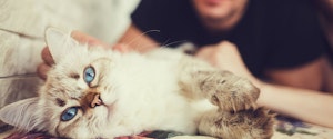 A white cat laying down and being petted