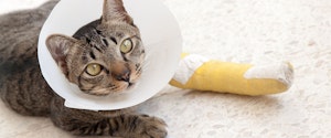 A cat with a cone on its head 