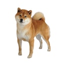 Shiba Inu