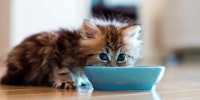 kitten eating from a bowl looking away