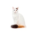 Turkish Van cat