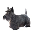 Scottish Terrier dog