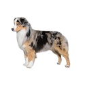 Miniature American Shepherd dog