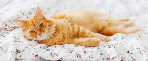 Un chat orange couché dans son lit