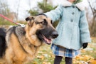 German Shepherd with little girl