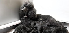 Poodle feeding her puppies