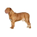 Dogue de Bordeaux dog