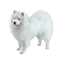 American Eskimo dog