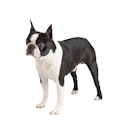 Boston Terrier dog