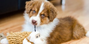 A brown and white puppy playing with a toy