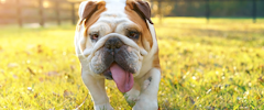 A bulldog with its tongue sticking out