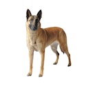 Belgian Malinois dog