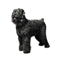 Black Russian Terrier dog