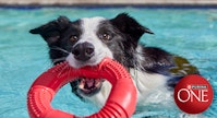 White and black dog is swimming