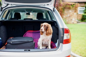 Dog next to luggage in the car 