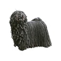 Puli dog