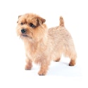 Norfolk Terrier dog