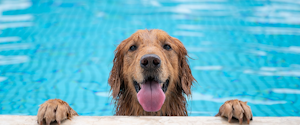 Golden Retriever nageant dans une piscine