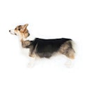 Pembroke Welsh Corgi dog