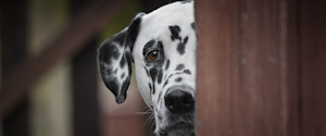 Dalmatian hiding behind a wall