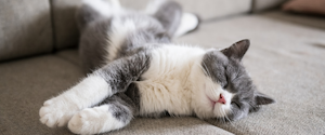 Cat sleeping on a couch