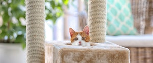 An orange and white cat sitting in a scratching post