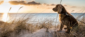 chien près de l’eau, du sable et du marais