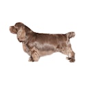 Sussex Spaniel dog