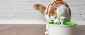 Chat blanc et orange buvant d'une fontaine d'eau de chat