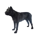 Cane Corso dog