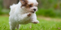 Puppy on the grass