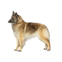 Belgian Tervuren dog