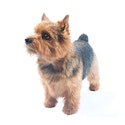 Norwich Terrier dog