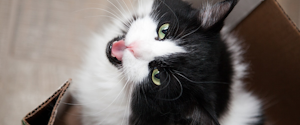 Black and white cat meowing at the camera