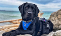 Picture of Foreman, a black labrador with a blue harness