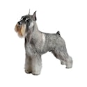 Standard Schnauzer dog