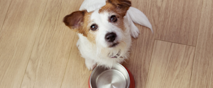 A dog looking up at the camera beside an empty food bowl