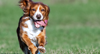 A dog runs on a green lawn