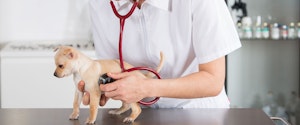 Un chiot avec un vétérinaire