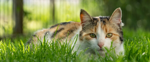 A white, orange and black cat laying in grass