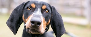 A brown and tan dog looking at the camera