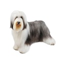 Bearded Collie dog