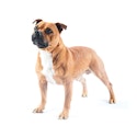 Staffordshire Bull Terrier dog