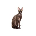 Cornish Rex cat