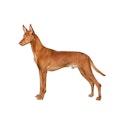 Pharaoh Hound dog