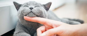 A grey cat being petted under the chin