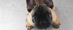 Un chiot bouledogue français regardant la caméra