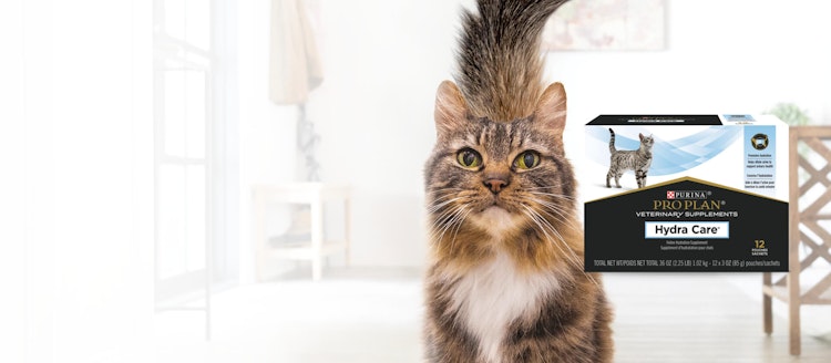 cat with hydracare packshot