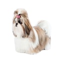 Shih Tzu dog