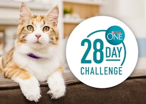 cat sitting next to the 28 day challenge logo